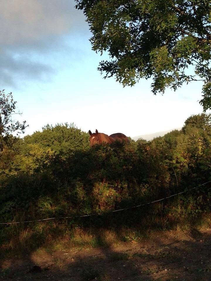 Quarter peppy maclou design  billede 18