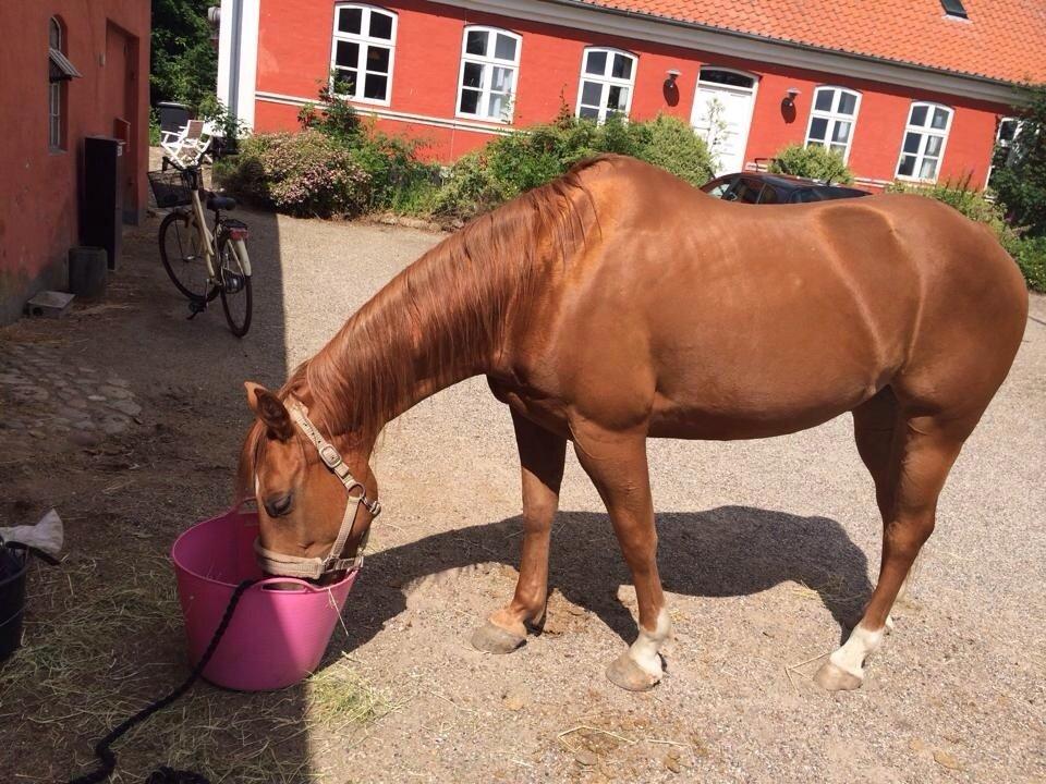 Quarter peppy maclou design  billede 20