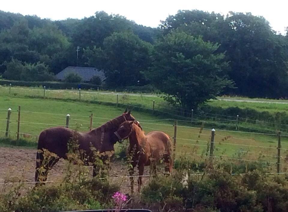 Quarter peppy maclou design  billede 21