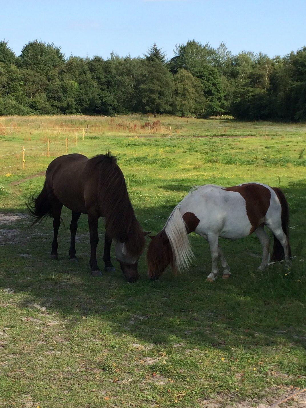 Islænder Sæta fra Intrup billede 9