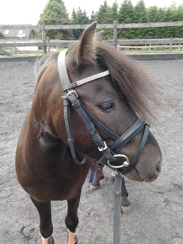 Miniature Ludvig (R.I.P d 15/7-15) - D 10/8-14 billede 26