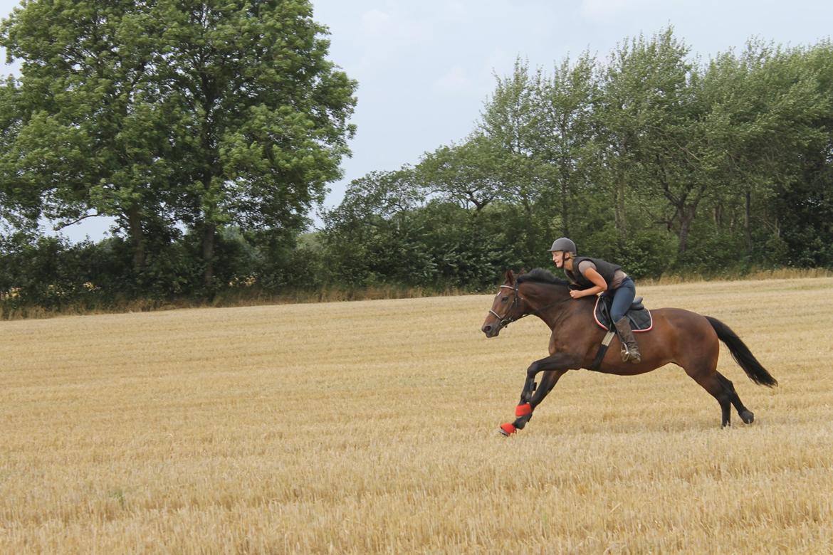 Dansk Varmblod Mølleåens Laramie - In riding a horse, we borrow freedom billede 3