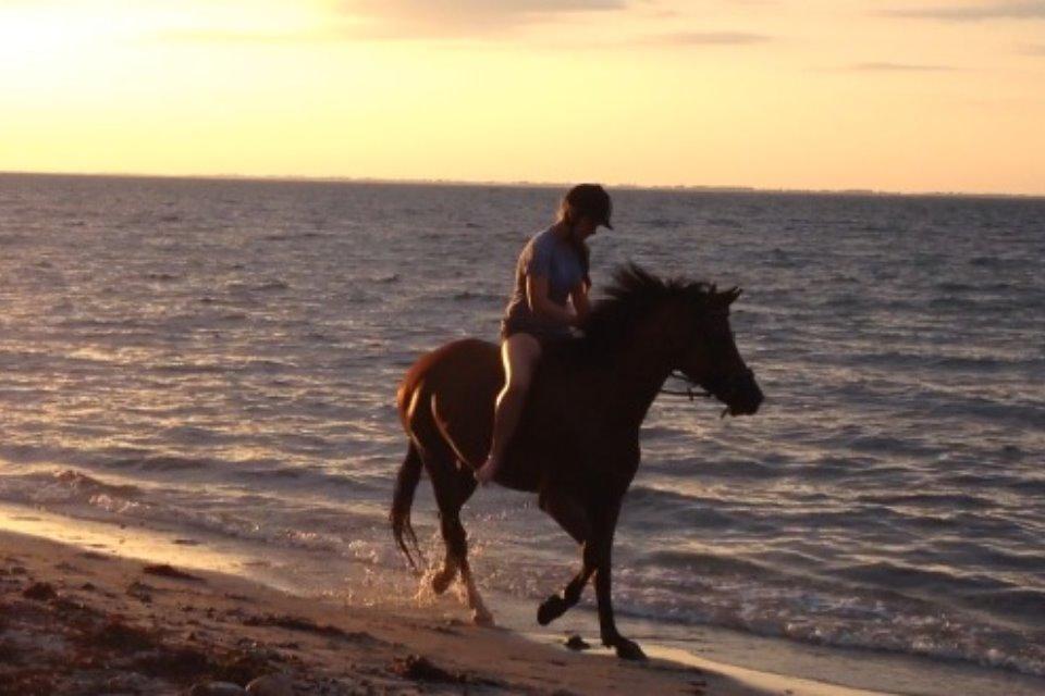 Anden særlig race Scarlett Summer - På stranden billede 9