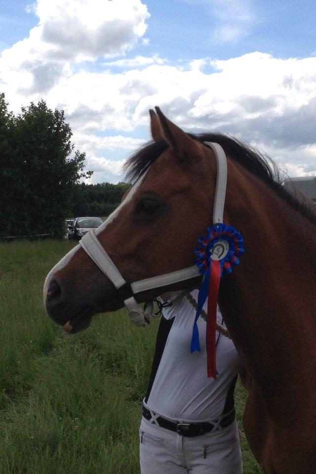 Anden særlig race Scarlett Summer - Vipperød Rideklub 2014 80 cm B0 0fejl billede 22