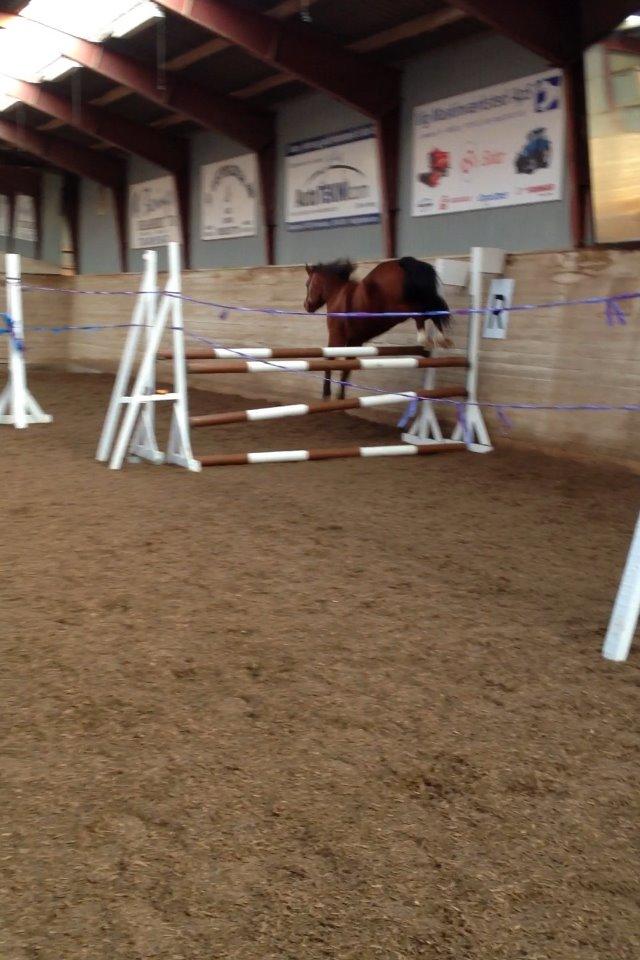 Anden særlig race Scarlett Summer - 110 cm!!! billede 26