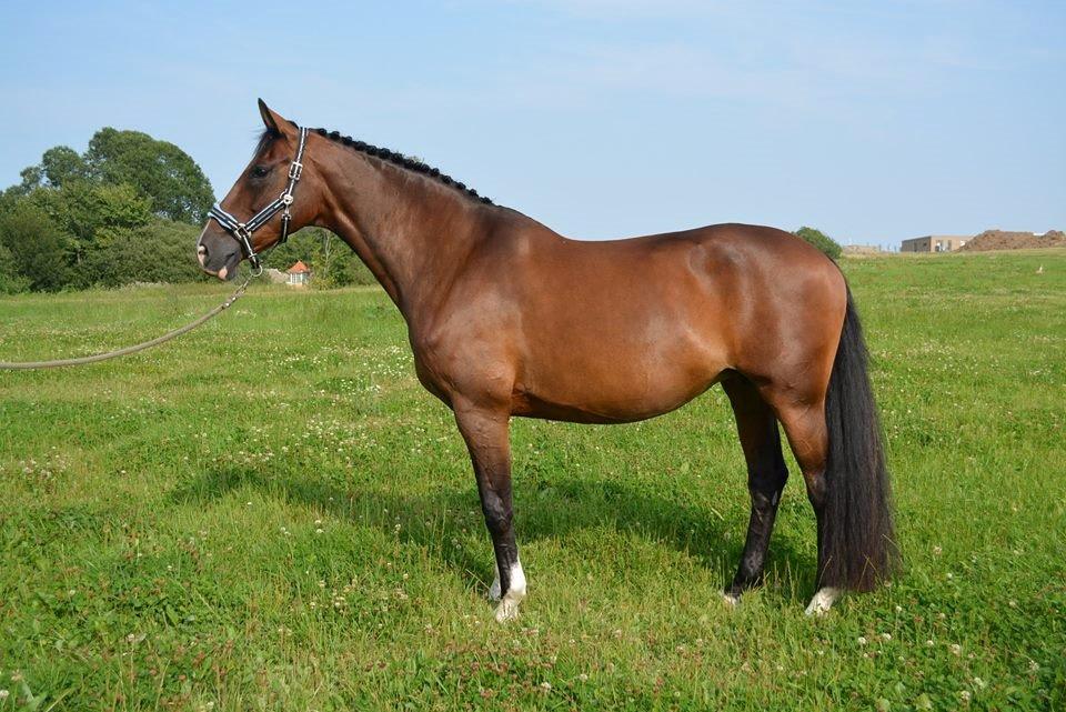 Hollandsk Varmblod Za-Zar billede 5