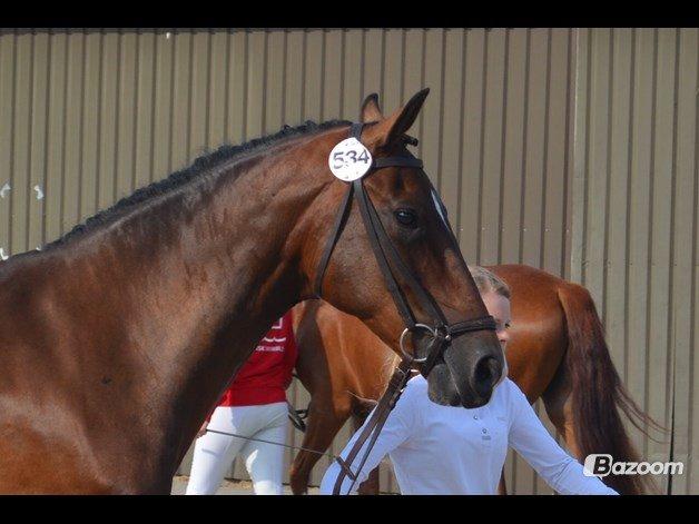 Hollandsk Varmblod Za-Zar billede 3