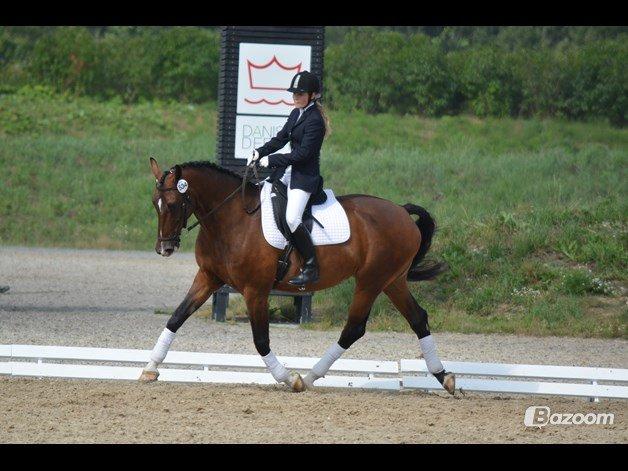 Hollandsk Varmblod Za-Zar billede 2