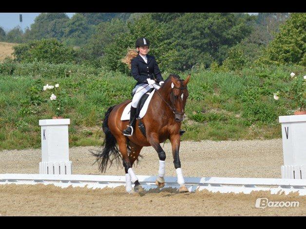 Hollandsk Varmblod Za-Zar billede 4