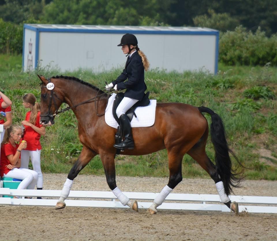 Hollandsk Varmblod Za-Zar billede 1