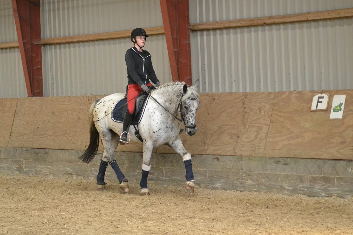 Knabstrupper Xander billede 42