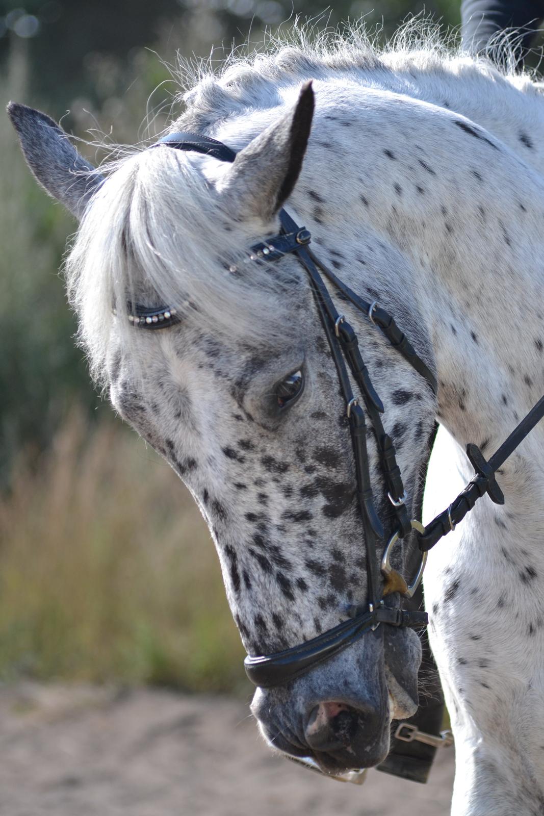 Knabstrupper Xander billede 44