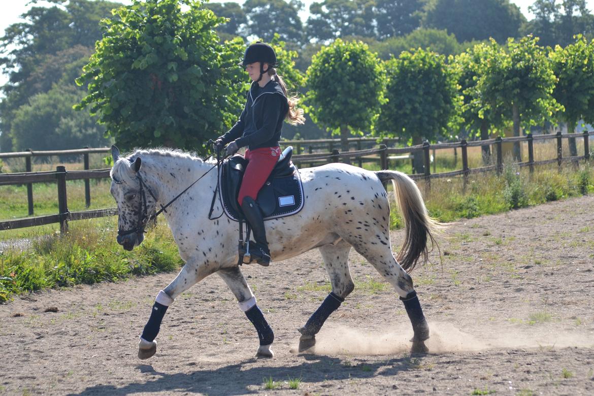 Knabstrupper Xander billede 46