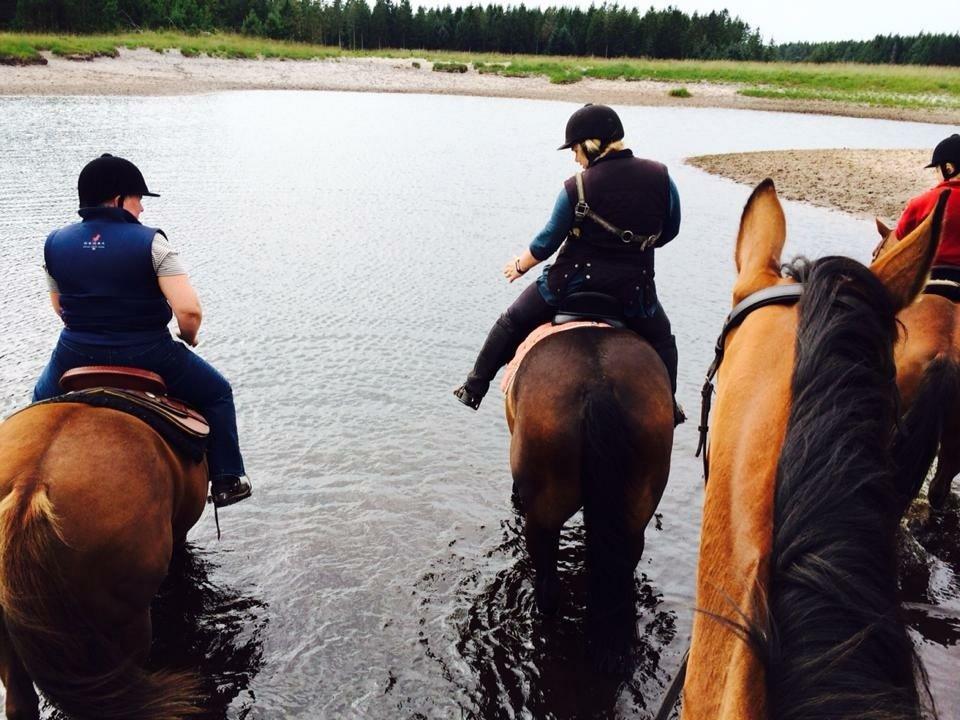 Anden særlig race Maestro billede 8