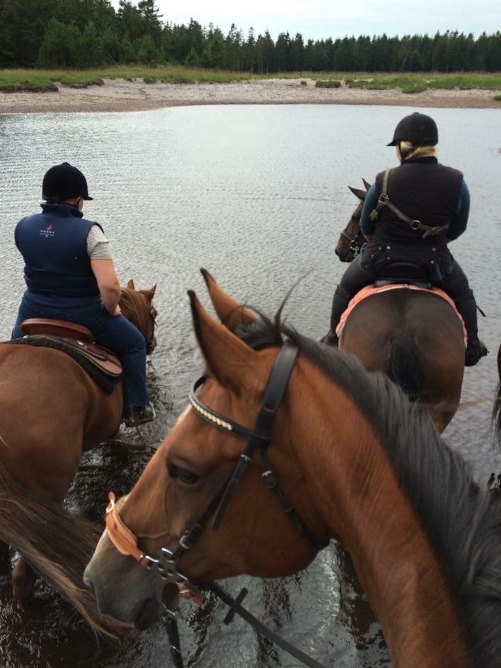 Anden særlig race Maestro billede 10