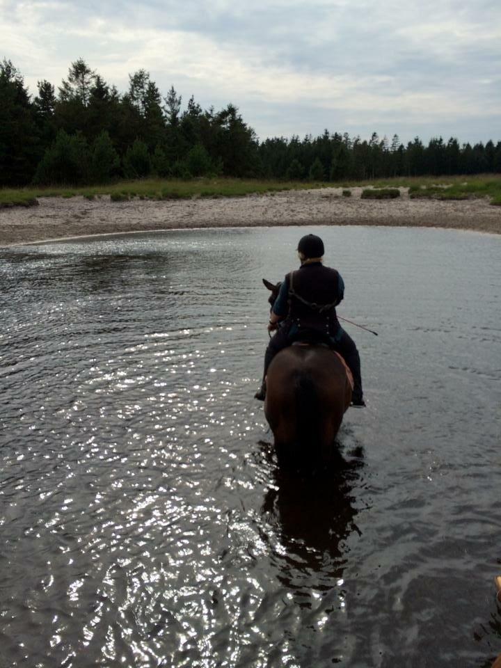 Anden særlig race Maestro billede 9