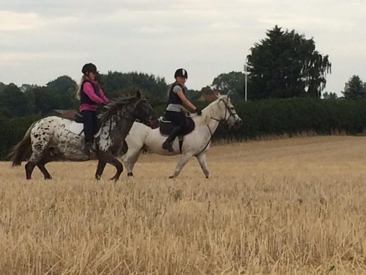 Anden særlig race Skyline - Der rides på stubmark sammen med venninde Celina og hendes pony Clinton. sommer 2014 billede 1