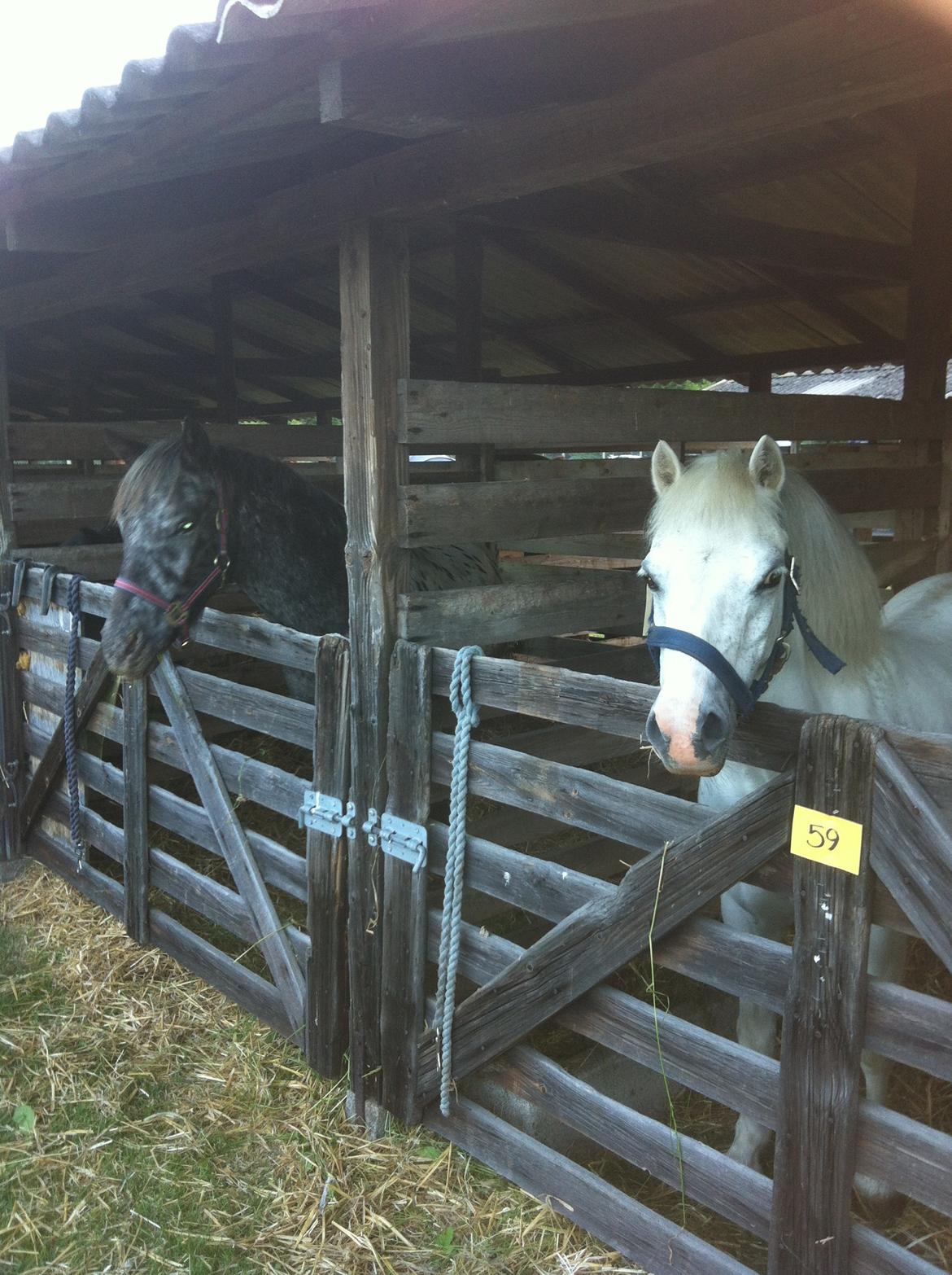 Anden særlig race Skyline - dyreskue Odense 2014 billede 21
