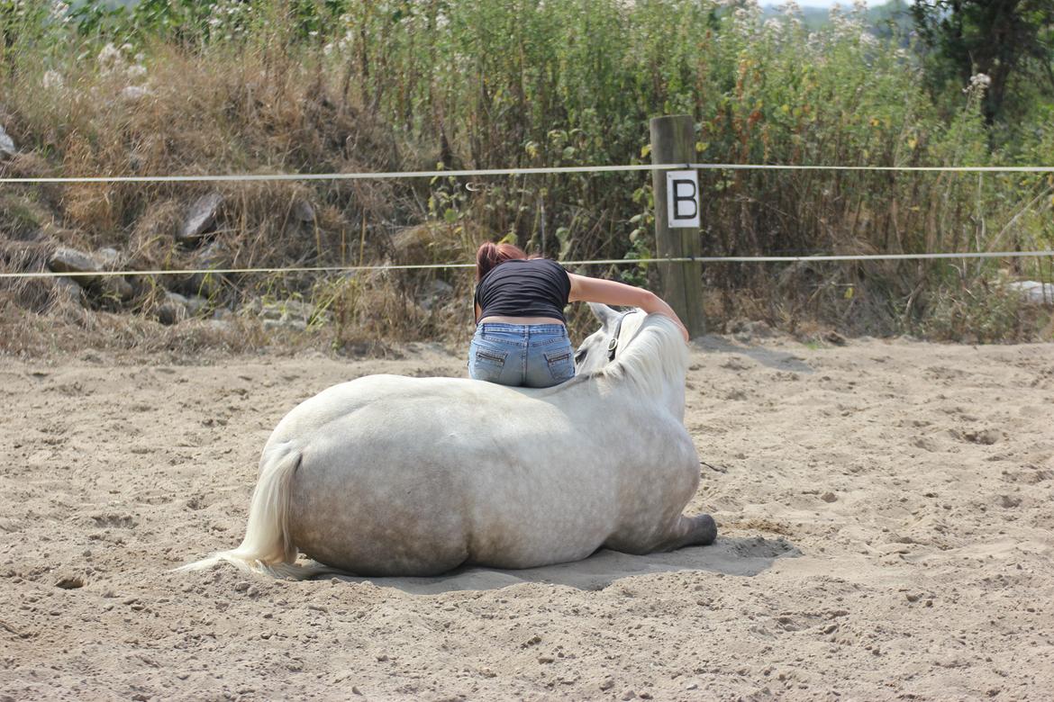 Connemara Bech's mighty lad - Verdens bedste pony <3 billede 2