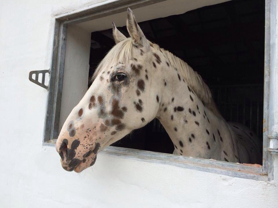 Knabstrupper Cibell [lånehest] - Kigger ud af vinduet :) - smuk pony billede 20