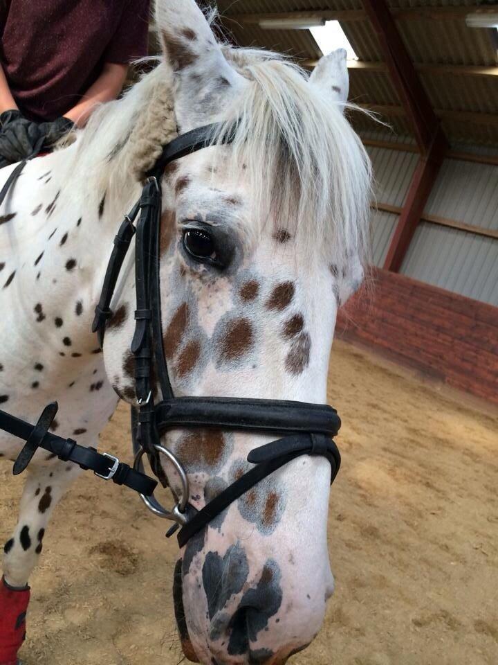 Knabstrupper Cibell [lånehest] - Træt efter dressurtræning billede 22