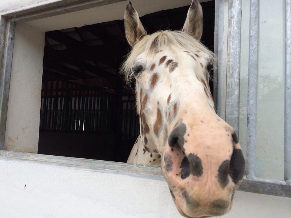 Knabstrupper Cibell [lånehest] - Hot pony billede 29