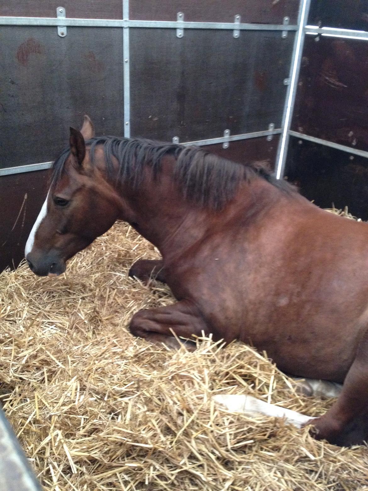 DSP Mølgårdens Lucas - Midtjysk ridelejr 2014 billede 9