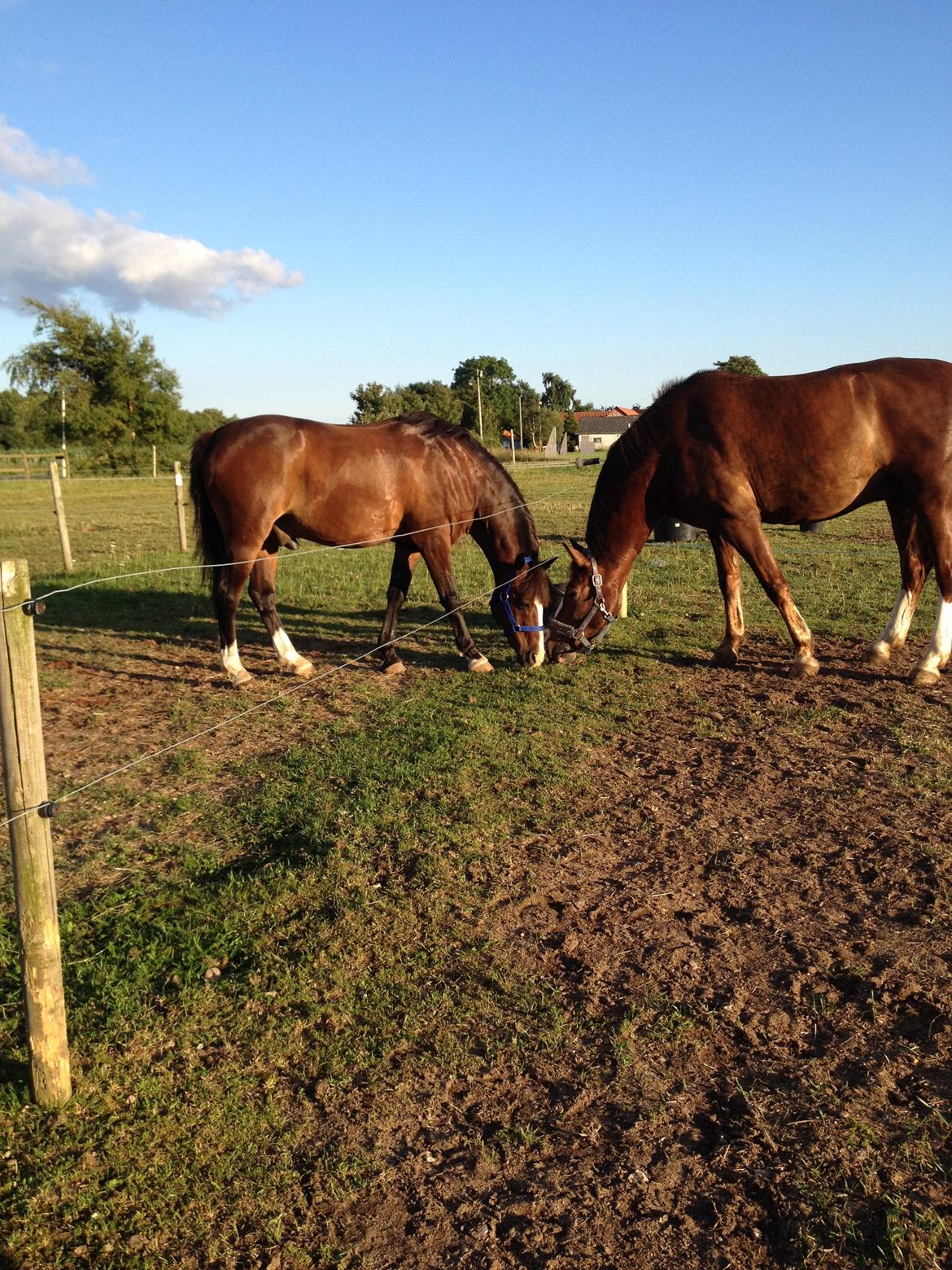 DSP Mølgårdens Lucas - Ridelejr 2014 billede 7