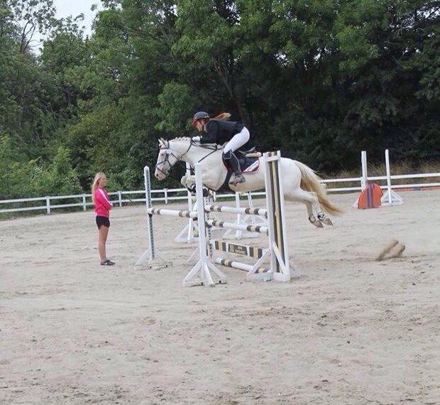 Hollandsk Sportspony Ice Queen billede 10