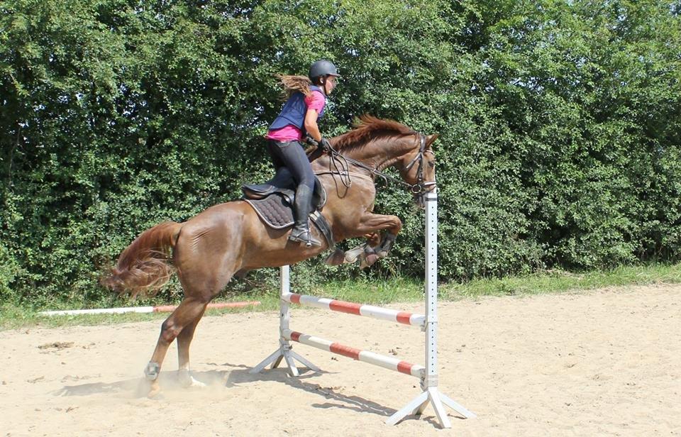 Dansk Varmblod Latino Lorenzo billede 12