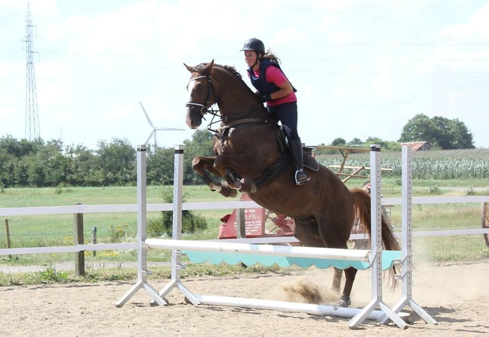 Dansk Varmblod Latino Lorenzo billede 22