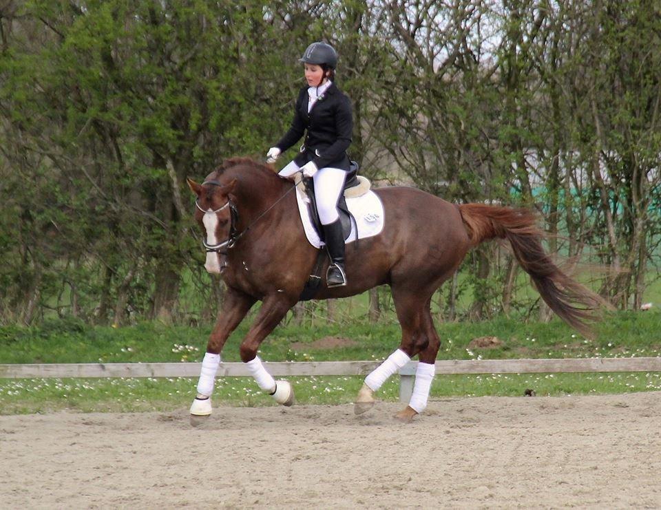 Dansk Varmblod Latino Lorenzo billede 17