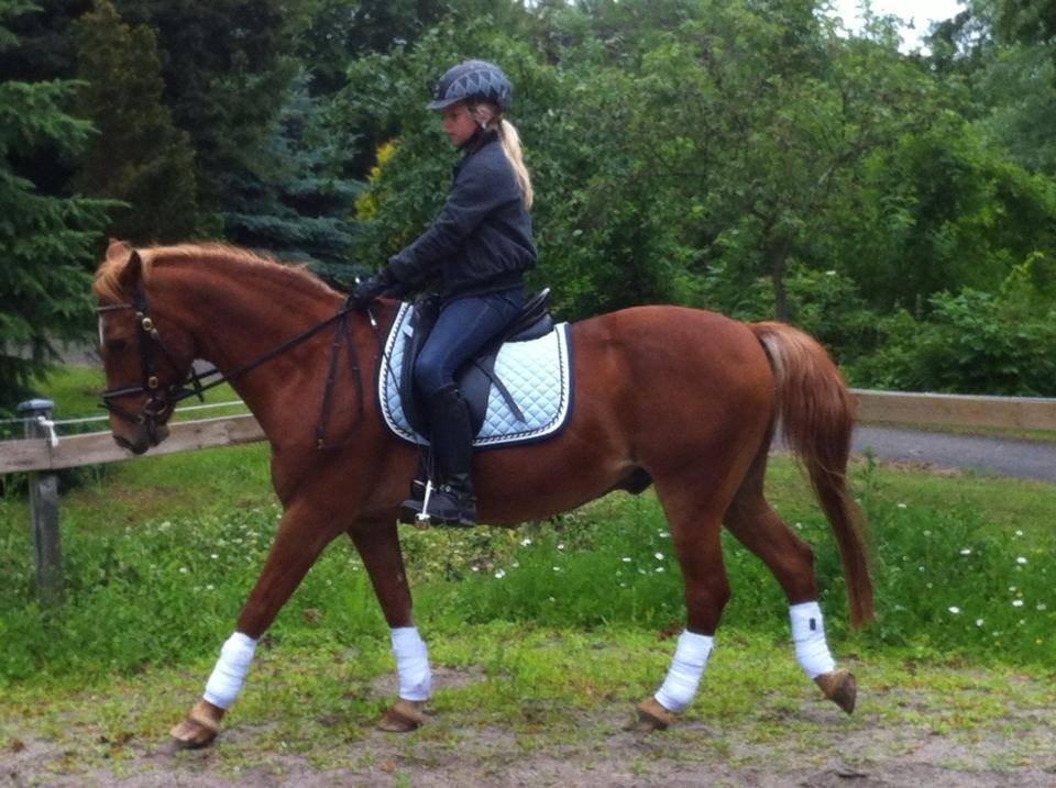 Anden særlig race Oliver  - Dressur 2013<3 billede 6