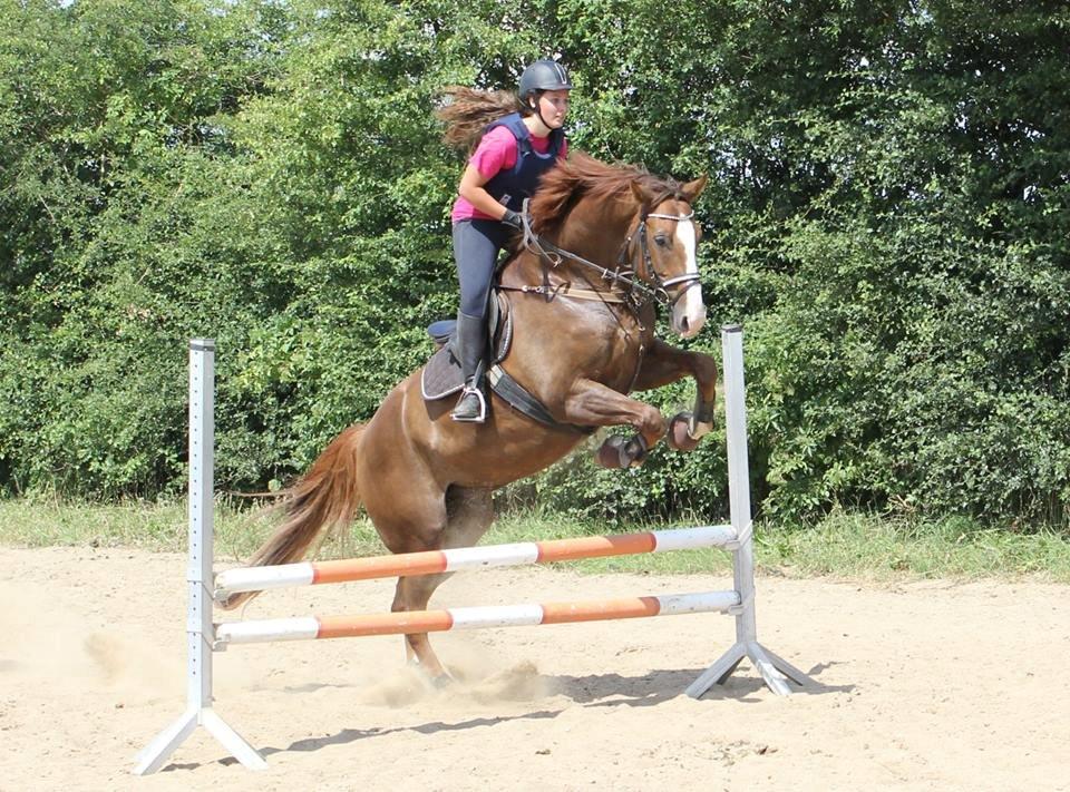 Dansk Varmblod Latino Lorenzo billede 25