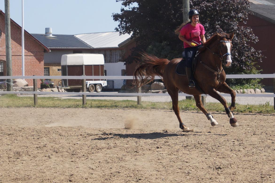 Dansk Varmblod Latino Lorenzo billede 14
