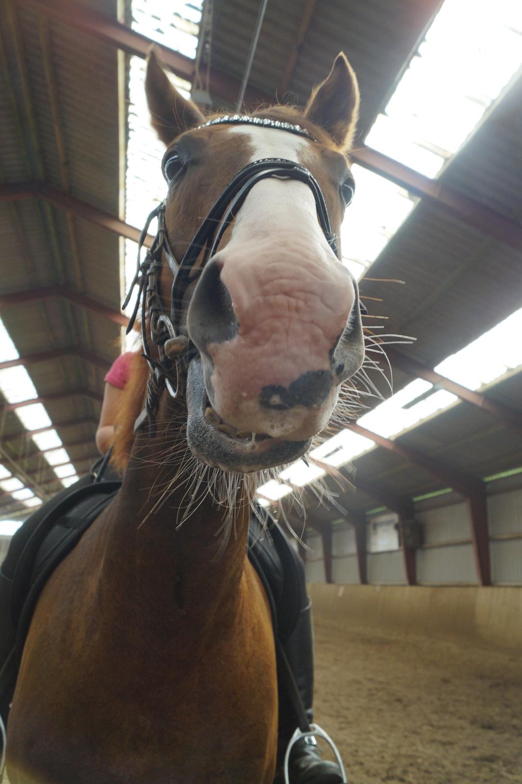 Dansk Varmblod Latino Lorenzo billede 20