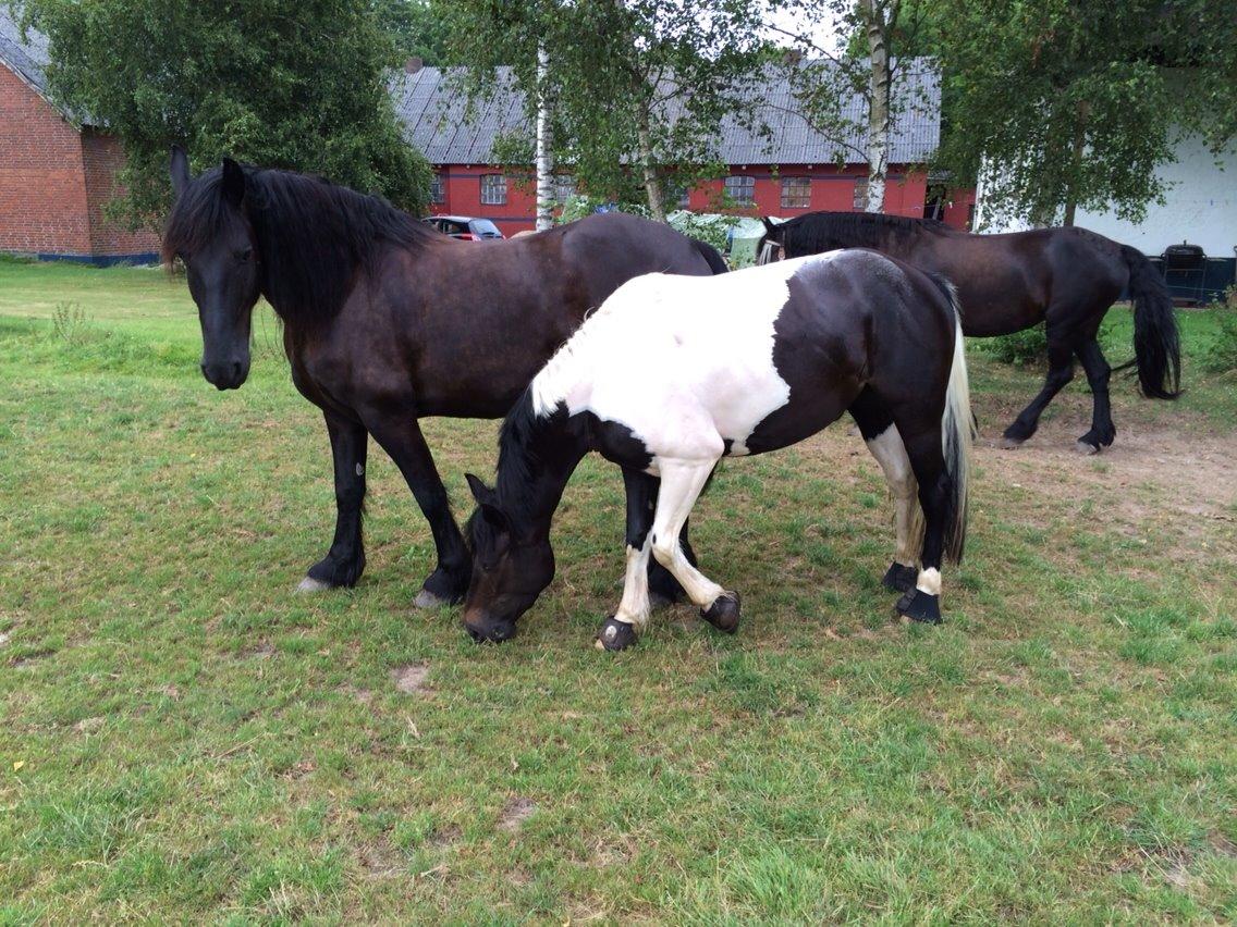 Anden særlig race Luca *Tidligere tilridningshest* billede 19
