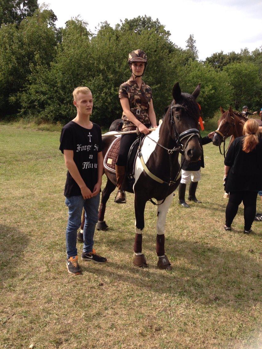 Anden særlig race Luca *Tidligere tilridningshest* billede 14