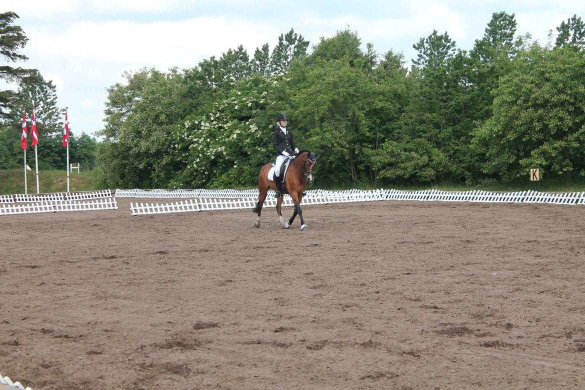 Knabstrupper Thrysøes Heimdal billede 15