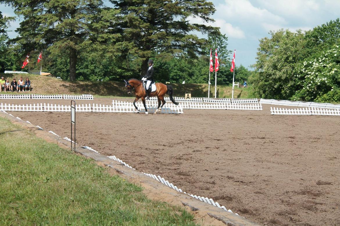 Knabstrupper Thrysøes Heimdal billede 16