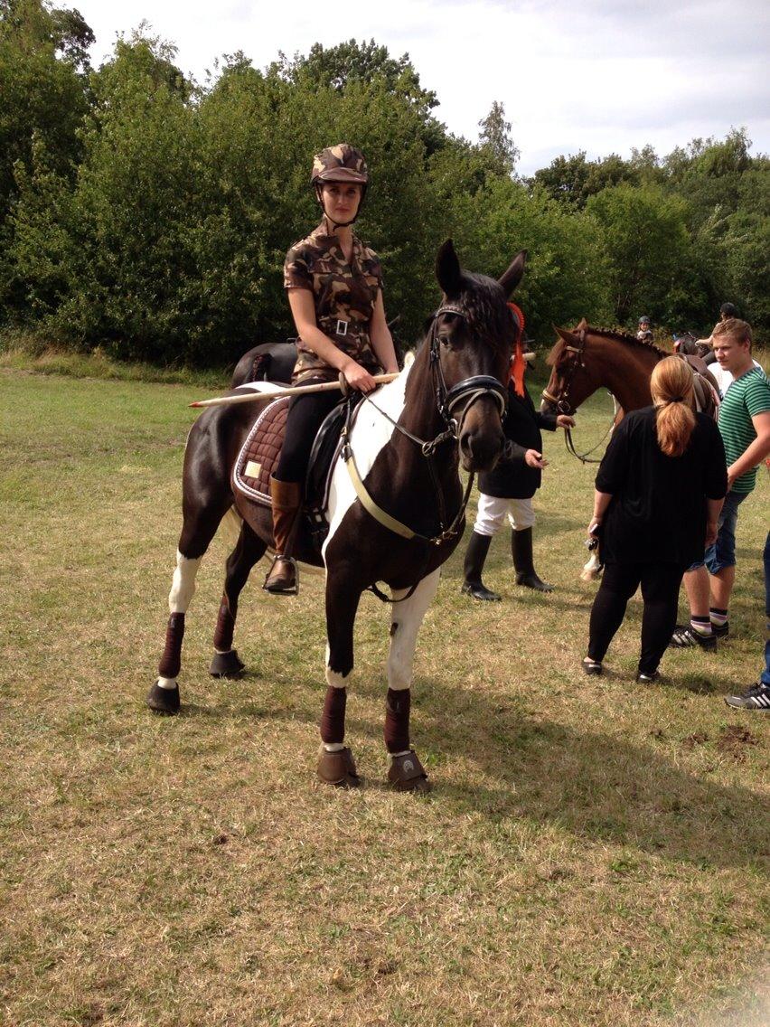 Anden særlig race Luca *Tidligere tilridningshest* billede 20