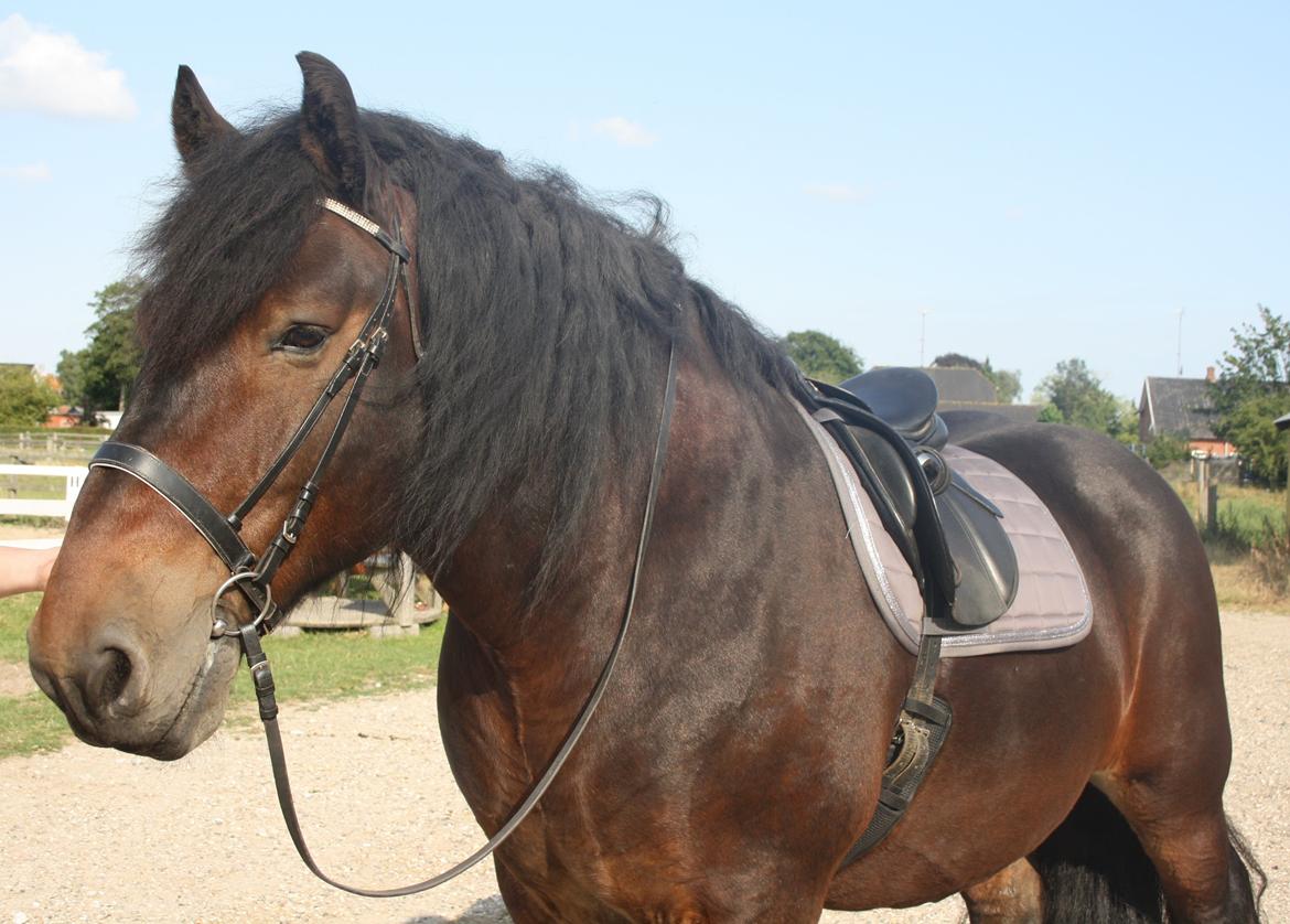 Belgier Bormosens Rollo billede 13