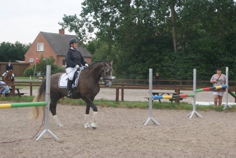 Anden særlig race Stendalsgaards d'luxe [Himmelhest] - Så begynder vi.... billede 3