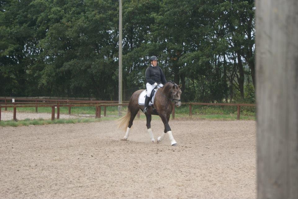 Anden særlig race Stendalsgaards d'luxe [Himmelhest] - Vi er godt igang med programmet :-) billede 4