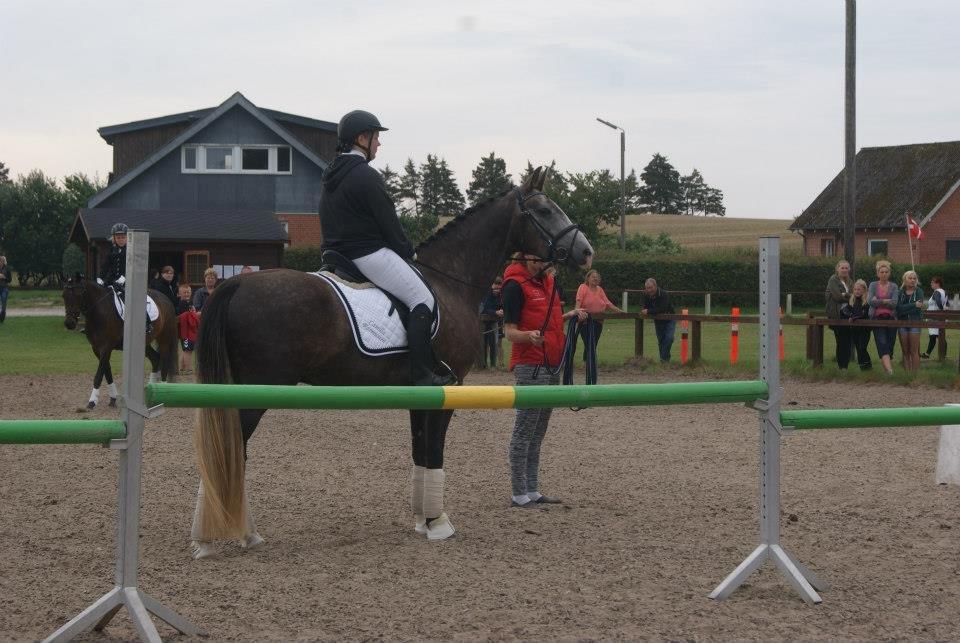 Anden særlig race Stendalsgaards d'luxe [Himmelhest] - Vi venter spændt på, at debutere på dressurbanen ;-) billede 5