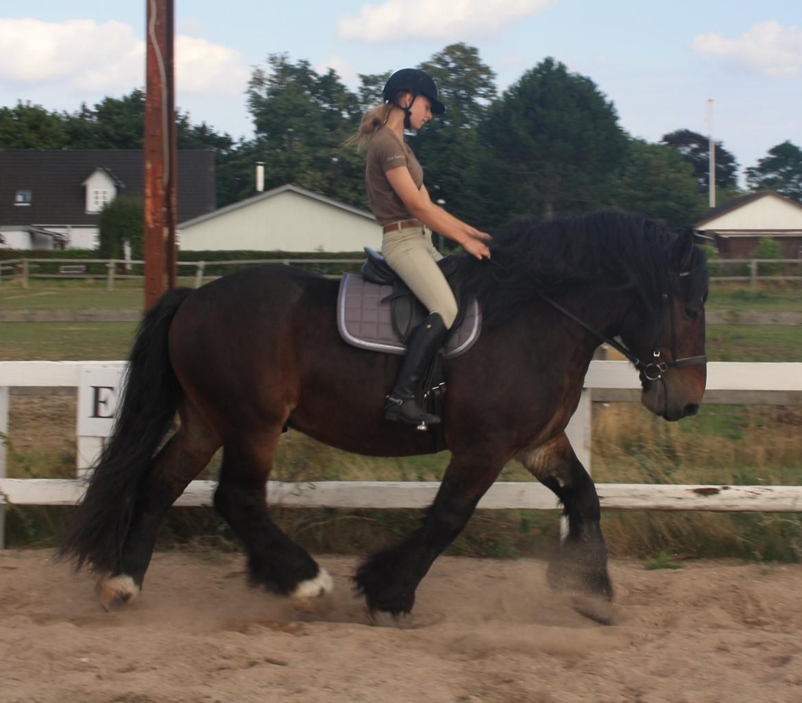 Belgier Bormosens Rollo billede 15