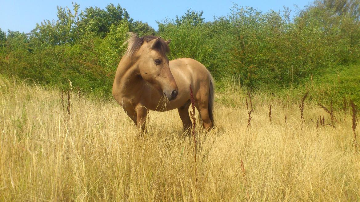 Islænder Solfari fra højen billede 2