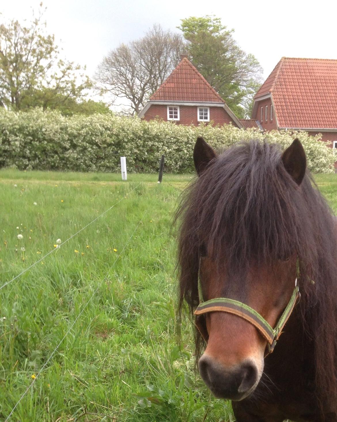 Shetlænder Granly´s olfert (Solgt) billede 6