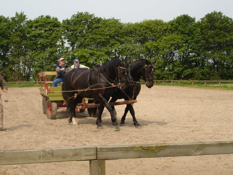 Oldenborg Lando Tisted billede 4