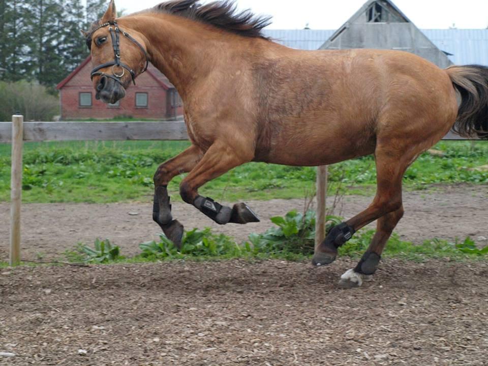 Anden særlig race - Goldie *Golle* billede 17